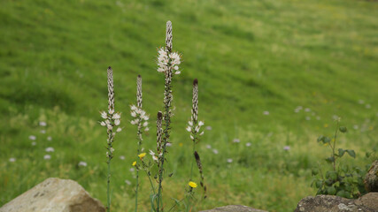 Asfódelo, varilla de San José, gamoncillo o gamón blanco, Cantabria España