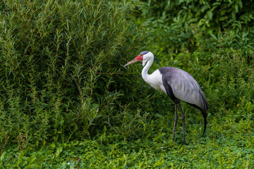 The wattled crane (Grus carunculata) is a large bird found in Africa, south of the Sahara Desert. It is sometimes placed in the monotypic genus Bugeranus. - obrazy, fototapety, plakaty