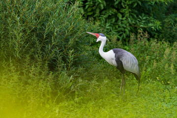 Naklejka premium The wattled crane (Grus carunculata) is a large bird found in Africa, south of the Sahara Desert. It is sometimes placed in the monotypic genus Bugeranus.