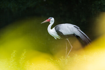 The wattled crane (Grus carunculata) is a large bird found in Africa, south of the Sahara Desert. It is sometimes placed in the monotypic genus Bugeranus.