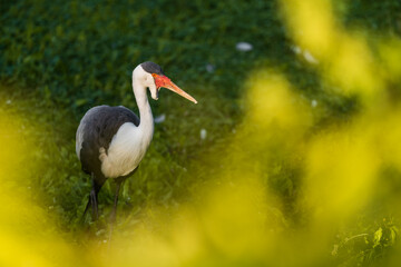 The wattled crane (Grus carunculata) is a large bird found in Africa, south of the Sahara Desert. It is sometimes placed in the monotypic genus Bugeranus.