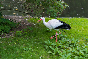 The white stork (Ciconia ciconia) is a large bird in the stork family, Ciconiidae. Its plumage is...