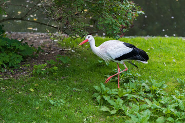 The white stork (Ciconia ciconia) is a large bird in the stork family, Ciconiidae. Its plumage is mainly white, with black on the bird's wings.