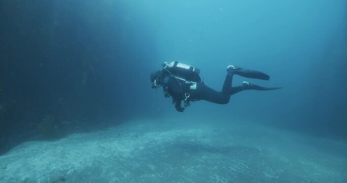 Scuba diver swimming between kelp forests.