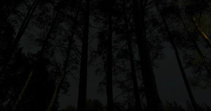 night time lapse forest
