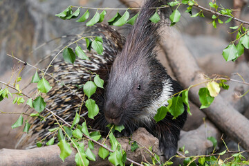 Porcupines are large rodents with coats of sharp spines, or quills, that protect them against predation. The term covers two families of animals: the Old World porcupines of family Hystricidae.