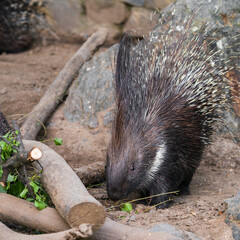 Porcupines are large rodents with coats of sharp spines, or quills, that protect them against predation. The term covers two families of animals: the Old World porcupines of family Hystricidae.