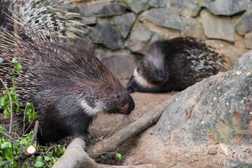 Porcupines are large rodents with coats of sharp spines, or quills, that protect them against predation. The term covers two families of animals: the Old World porcupines of family Hystricidae.