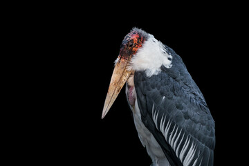 The marabou stork (Leptoptilos crumenifer) is a large wading bird in the stork family Ciconiidae. It breeds in Africa south of the Sahara, in both wet and arid habitats. On black background.