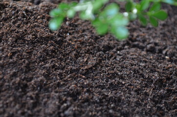 Black soil and green plant background. Space foe text