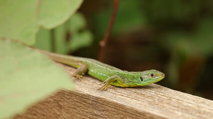 Lagarto verde