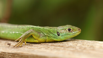 Lagarto verde