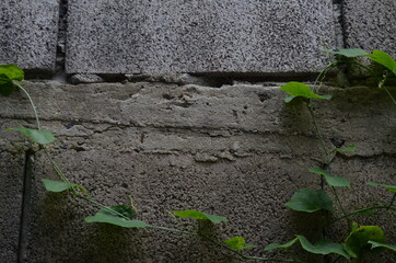Space for text. Small leaves vine is growing on a grey concrete wall.