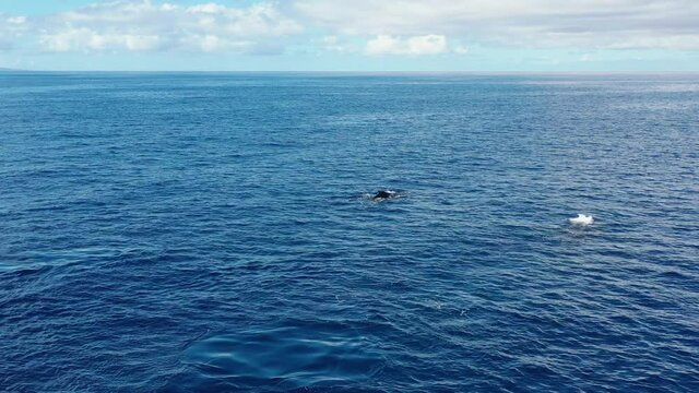 A whale and its calf swim side by side in the Pacific Ocean near Maui