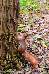 Cute fluffy red squirrel sitting on grass near big tree in city park or forest on cloudy autumn fall day. wild animal life