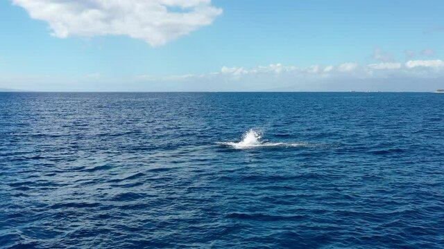 A whale calf swims and smacks it fluke in the Pacific Ocean off Maui's coast