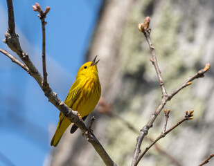 Male Yellow Warbler in Spring