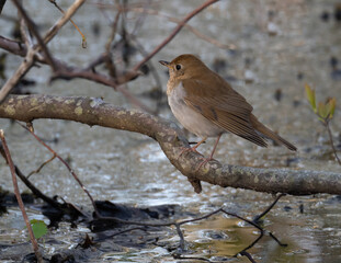 Perched Veery