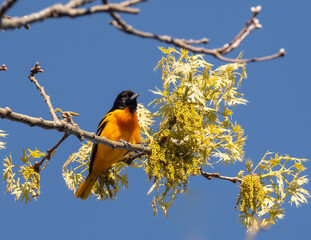 Male Baltimore Oriole in Spring