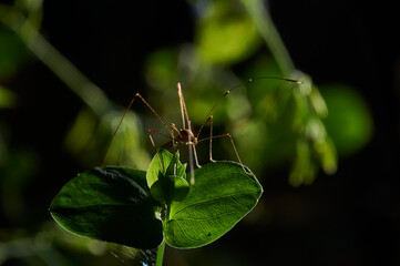 Mosquito
