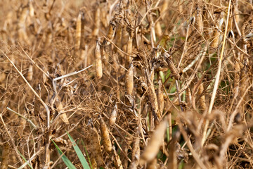 Fototapeta premium an agricultural field with a ripe crop of peas