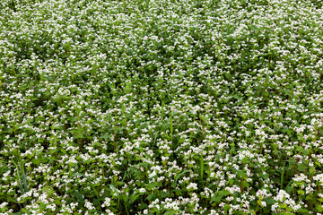 Fototapeta na wymiar white buckwheat flowers during flowering