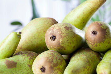 ripe green pears after harvest