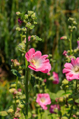 Obraz na płótnie Canvas Pink mallow flowers in the garden