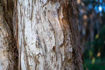 Obraz premium close up of Paperbark tree trunk textured bark peeling off Australian tree