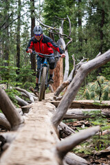 mountain biker on skinny tree feature