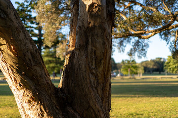 close up of Paperbark tree trunk  textured bark peeling off Australian tree