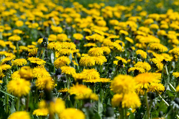 yellow dandelion flowers in the summer