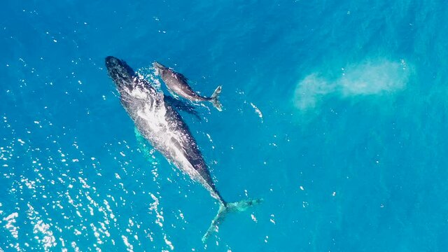 A whale and its calf swim side by side 