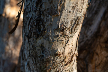 close up of Paperbark tree trunk  textured bark peeling off Australian tree