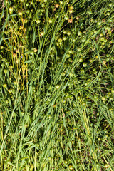 an agricultural field where flax ripens