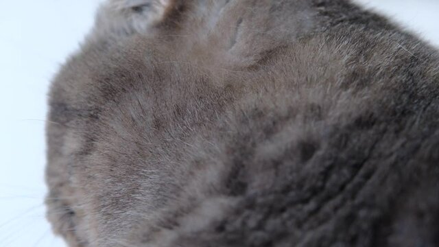 Scottish Fold gray cat