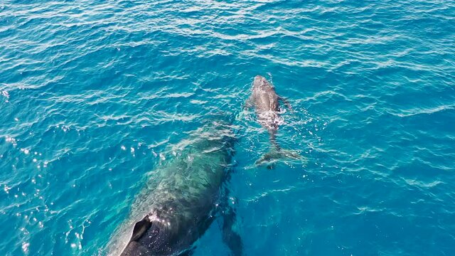 A whale calf swims near its mother in the Pacific