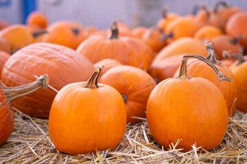Ripe pumpkins are scattered on the straw, close up, blurred background. Harvested crop at seasonal food fair. Advertising of agricultural industry. Preparing for Halloween and Thanksgiving day.