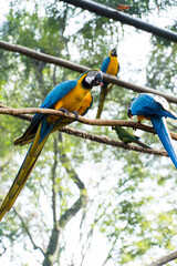 Arara Canindé eating and flying freely within a park. It is a little smaller than other macaws and...