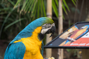 Arara Canindé eating and flying freely within a park. It is a little smaller than other macaws and...