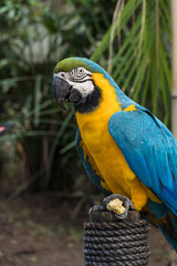 Arara Canindé eating and flying freely within a park. It is a little smaller than other macaws and...