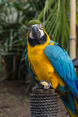 Arara Canindé eating and flying freely within a park. It is a little smaller than other macaws and has a very colorful plumage. Canindé macaw Originally from Brazil.