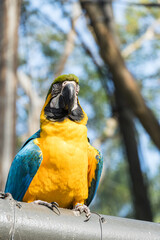 Arara Canindé eating and flying freely within a park. It is a little smaller than other macaws and has a very colorful plumage. Canindé macaw Originally from Brazil.