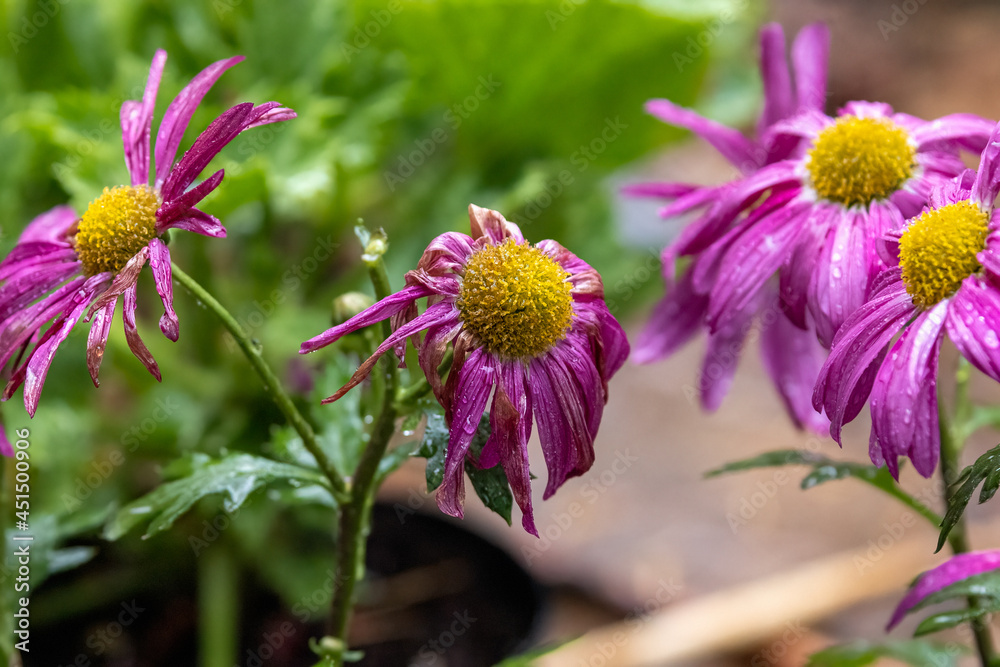 Wall mural vivid magenta pink daisies with yellow venters