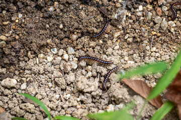湿った地面の上を這うヤスデ
