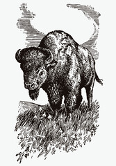 American plains buffalo standing on grassy ground under cloudy sky. Illustration after antique engraving from early 20c