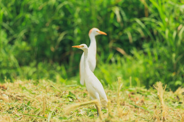 Aigrette blanche dans un champ