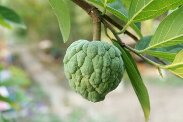 fresh green sugar apple fruit in nature garden