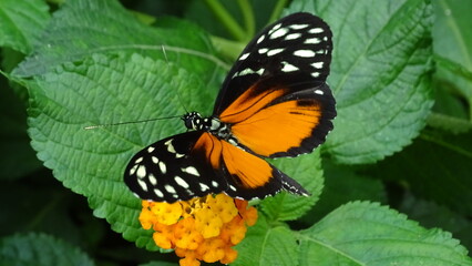 Magnifique papillon © Laurent