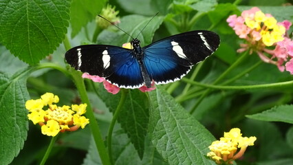 Magnifique papillon